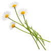 Chamomile