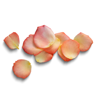 Rose Water