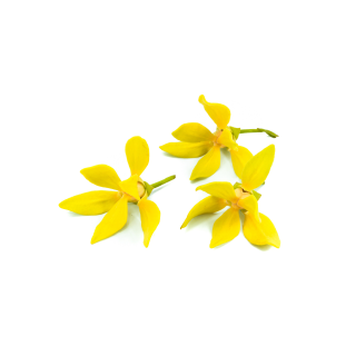 Ylang Ylang